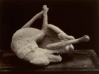 Cane, Pompei, ca. 1870