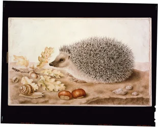 Un riccio in un paesaggio