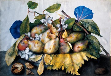 Piatto di prugne, gelsomino e noci. Dipinto su pergamena di Giovanna Garzoni