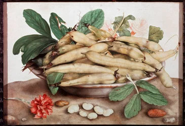 Natura morta con piatto di fagioli Dipinto di Giovanna Garzoni (1600-1670) XVII secolo Firenze. Palazzo Pitti