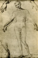 Studio di modello per una Vergine Maria come mater misericordiae
