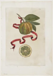 Aurantium Virgatum, da Hesperides