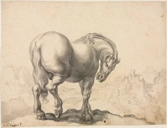 Studio di uno stallone