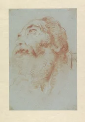 Testa di un vecchio