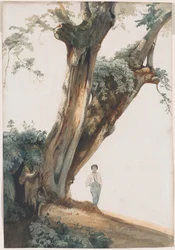 Alberi antichi nella campagna romana