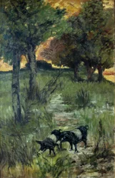 Italia, Firenze, Maiali al pascolo