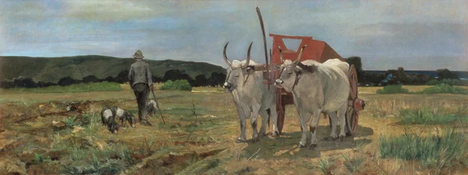 Carro di buoi nella Maremma toscana
