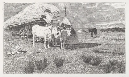 Buoi al Carro (Maremma)
