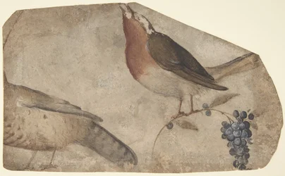 Uccello che mangia uva recto, Tigre verso