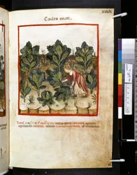 Theatrum sanitatis di Ububchasym de Baldach: 