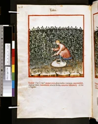 Theatrum sanitatis di Ububchasym de Baldach: 