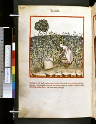 Theatrum sanitatis di Ububchasym de Baldach: 