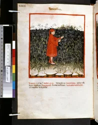 Theatrum sanitatis di Ububchasym de Baldach: 
