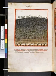 Theatrum sanitatis di Ububchasym de Baldach: 