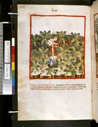 Theatrum sanitatis di Ububchasym de Baldach: 