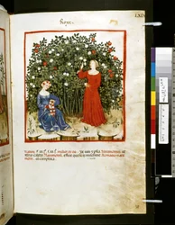 Theatrum sanitatis di Ububchasym de Baldach: 