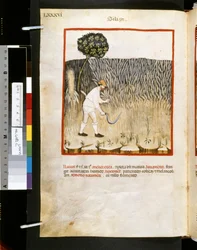 Theatrum sanitatis di Ububchasym de Baldach: 