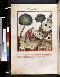 Theatrum sanitatis di Ububchasym de Baldach: 