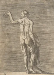 Uomo scuoiato con la mano sinistra sul fianco, che tiene la pelle nella mano destra, ca. 1531-76