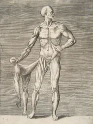 Uomo visto di fronte, che tiene la pelle del braccio destro e della gamba destra nella mano destra, 16° secolo