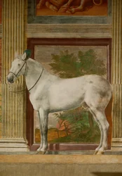 La Sala dei Cavalli con le pitture murali dei cavalli preferiti da Federico II Gonzaga (affresco)
