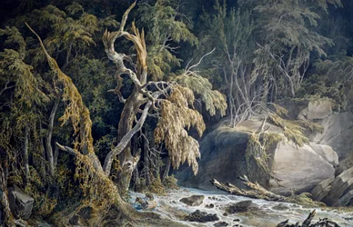 Paesaggio roccioso con alberi sradicati