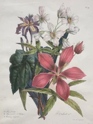 Corso di Storia Naturale, contenente le principali specie del regno animale, classificate metodicamente: Iris, Canapa Africana e Ketmia