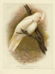 Cacatua macchiato di sangue, 1891