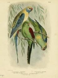 Parrocchetto dalle guance blu, 1891