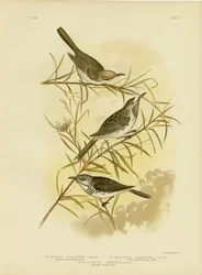 Melifago dalla fronte fulva, 1891
