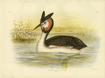 Svasso maggiore, 1891