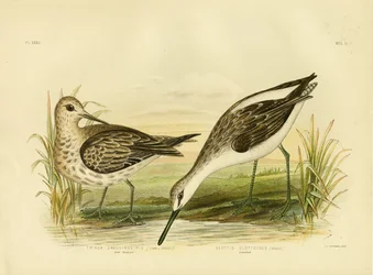 Grande piro-piro, 1891