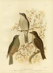 Tordo Armonioso o Tordo Grigio, 1891
