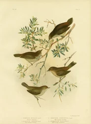 Tordo spinoso dell