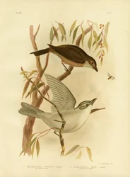 Piccolo Tordo Shrike, 1891