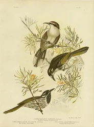 Melifago dal becco lungo, 1891