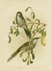 Uccello a wattles lumulato o piccolo uccello a wattles, 1891