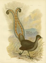Uccello lira, 1891
