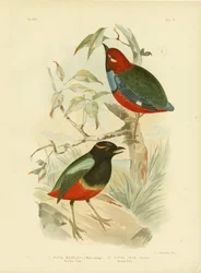 Pitta di Macklot, 1891