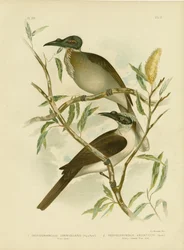 Uccello frate rumoroso, 1891
