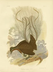 Uccello lira del Principe Alberto, 1891