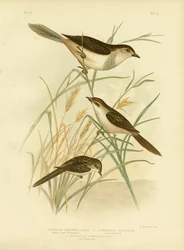 Cincloramphus Rufescente o Usignolo Rufescente, 1891