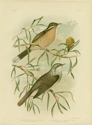 Melifago guance spinose, 1891
