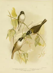 Melifago dal Becco Forte, 1891