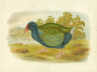 Takahe, 1891