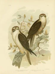 Falco bruno occidentale, 1891