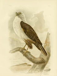 Aquila di Mare dal Petto Bianco, 1891