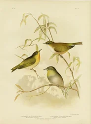Zosterops dal petto bianco o Occhio bianco di Norfolk, 1891