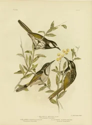 Melifago dalle guance bianche, 1891