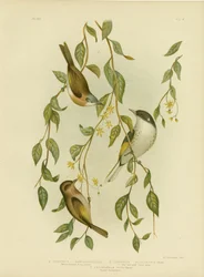 Melifago dalla gola bianca, 1891